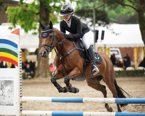 jumper Shadow 758 (New Forest Pony, 2011, from Holthausen Frodo II)