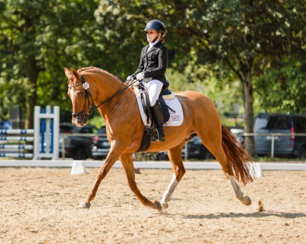 Dressurpferd Do it-today (Deutsches Reitpony, 2012, von FS Don't Worry)