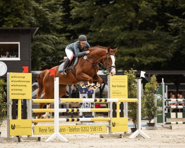 jumper Clair de lune (Westphalian, 2020, from Cordynox)