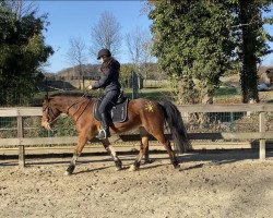 horse Tubbervale Dusty Coral (Connemara Pony, 2011, from Coral Gold)