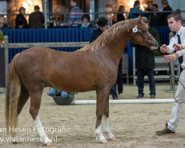 stallion Paralels Anne (Welsh-Pony (Section B), 2016, from Nilantshoeve's Zippo)