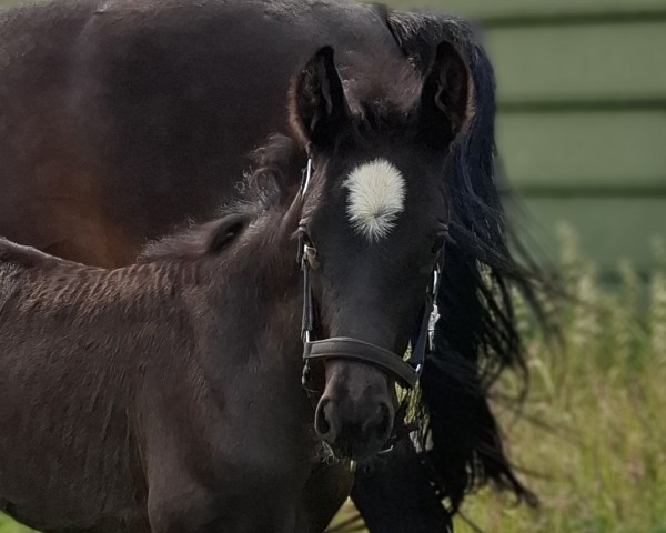 foal by Bella Dante (Westphalian, 2025, from Bon Esprit)