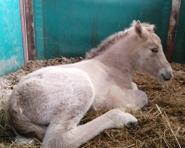 horse Riina (Fjord Horse, 2021, from Rion)