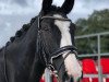 dressage horse Teddy (Hanoverian, 2011, from Rotspon)