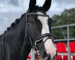 dressage horse Teddy (Hanoverian, 2011, from Rotspon)