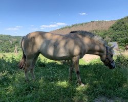 horse Hetjar (Fjord Horse, 2017, from Haldir)