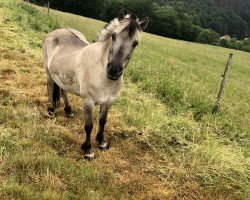 broodmare Tamira (Fjord Horse, 2009, from Taro)