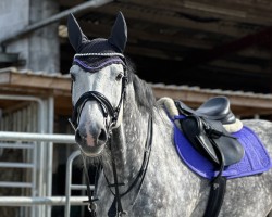 jumper Captain Cool 16 (Holsteiner, 2018, from Cancara)