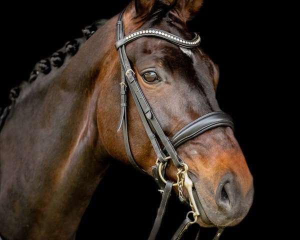 dressage horse Stald - Majbøl's Fürsten Lady (Danish Warmblood, 2015, from Fürstenball)