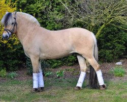 horse Mambo ZV (Fjord Horse, 2018, from Manus)