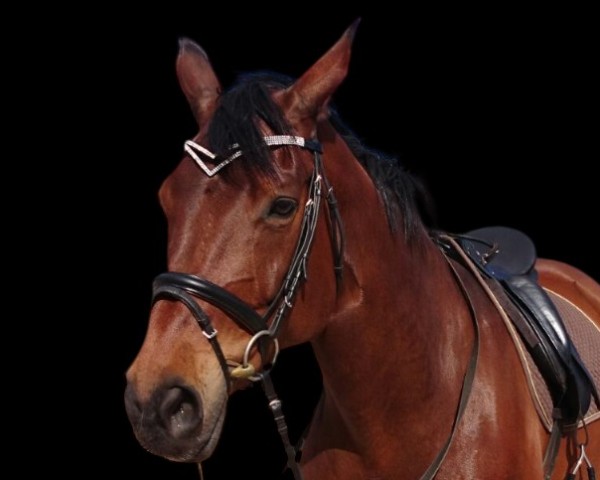 horse Wiebke 184 (Hanoverian, 2005, from Wishing Luck)