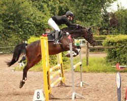 jumper Top Flummi (German Riding Pony, 2015, from Top Berlin)