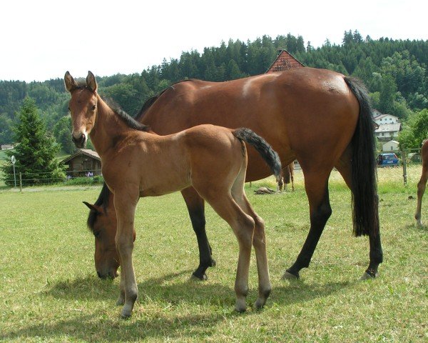 jumper Beychevelle des Fleurs CH (Swiss Warmblood, 2011, from Untouchable M)