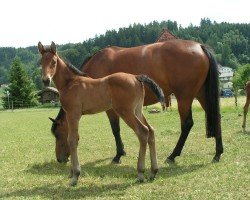 jumper Beychevelle des Fleurs CH (Swiss Warmblood, 2011, from Untouchable M)