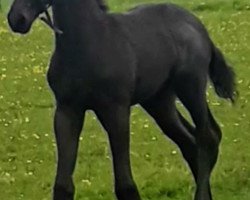 dressage horse Nerricone (KWPN (Royal Dutch Sporthorse),  , from Morricone)