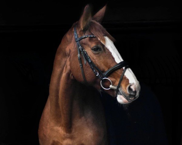 horse Jeu d' Couleur (Westphalian, 2014, from Couleur Rouge)