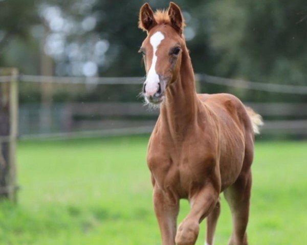 jumper Daredevil (Trakehner, 2023, from Tecumseh)