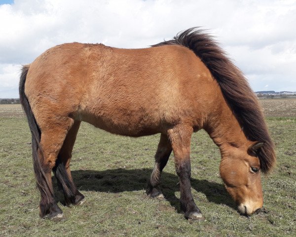 Pferd Mokkadis (Islandpferd, 2017)