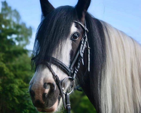 dressage horse Luna‘s Conquest (Tinker / Irish Cob / Gypsy Vanner, 2011)