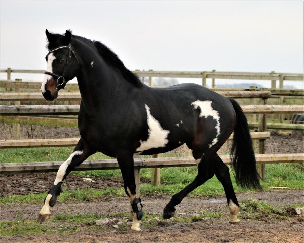 Deckhengst Brave Tribute (Irish Sport Horse, 2007, von I Was Framed xx)