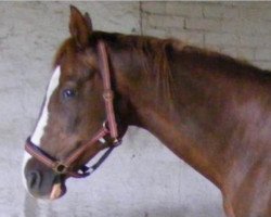 broodmare Branca (Saxony-Anhaltiner, 1998, from Brandenburger)