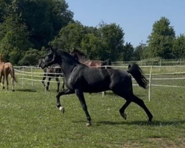jumper FIDELIUS VON NESTORIA (Hanoverian, 2023, from Finest)