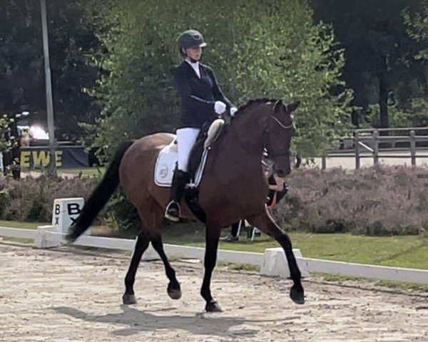 Dressurpferd Damy 3 (Hannoveraner, 2013, von Damsey FRH)