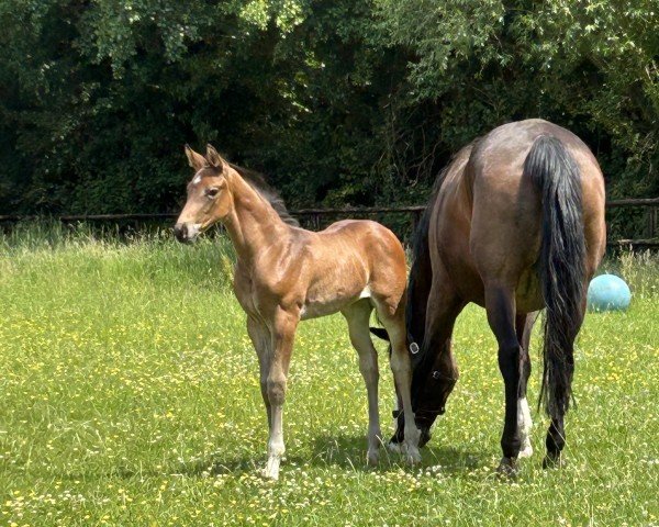 foal by Ophelia PST (Westphalian, 2025, from One Million)