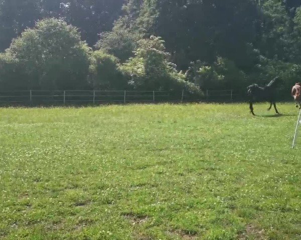 Video of FIDELIUS VON NESTORIA