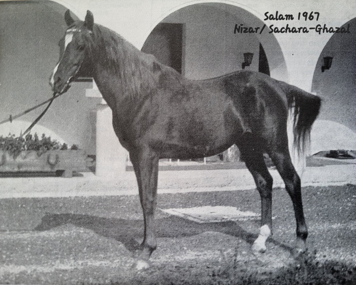 stallion Salam ox (Arabian purebred, 1967, from Nizar 1953 ox)
