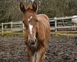 horse Cazzura (Hanoverian, 2021, from Colman)