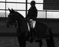 jumper Starlight S (Holsteiner, 2012, from Spartacus TN)