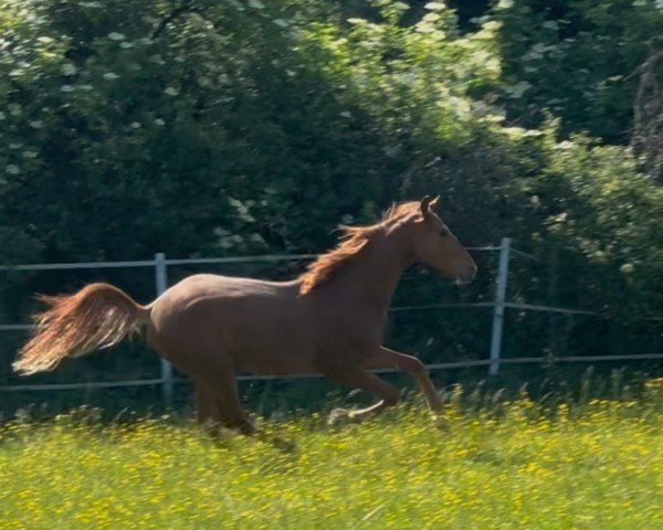 dressage horse EDWARDSON VON NESTORIA (Hanoverian, 2023, from Edward 28)