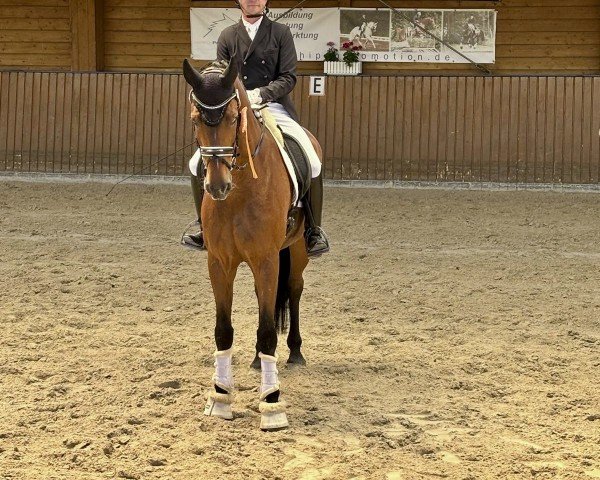 dressage horse Emiliano 10 (Oldenburg, 2018, from Escolar)