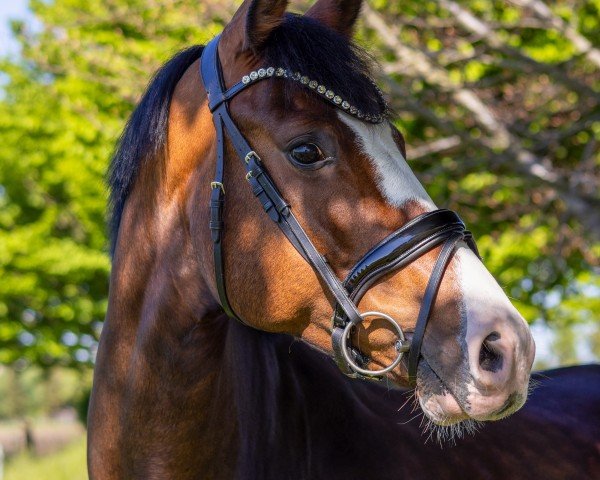 dressage horse Zensation K 2 (Westphalian, 2018, from Zoom 8)