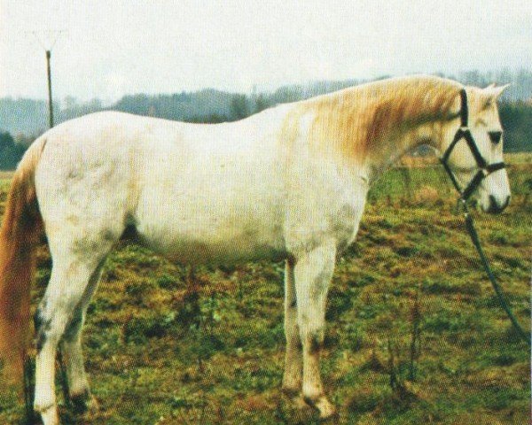 horse Erdmann (Arabian, 2004, from Emigrant ox)