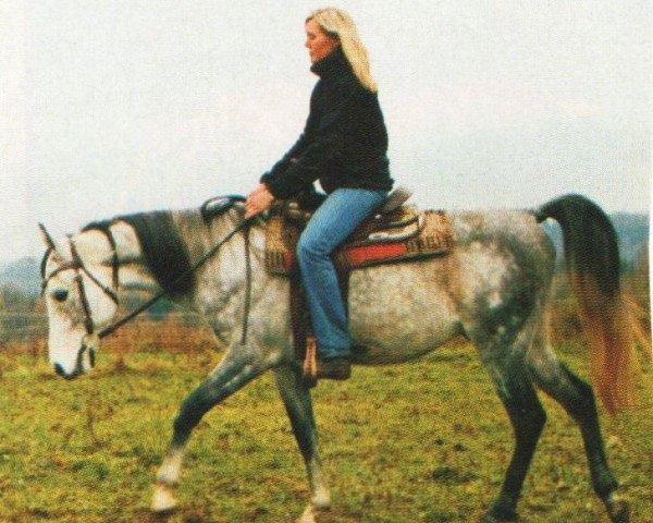 horse Sha Jamaal (Arabian, 1999, from Faa El Sharik EAO)