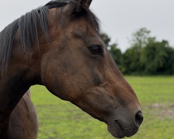 horse La Fleur (Westphalian, 2004, from Laomedon)
