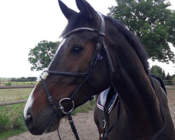 jumper Kayden (KWPN (Royal Dutch Sporthorse), 2015, from Sterrehof's Great Blue)