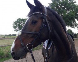 jumper Kayden (KWPN (Royal Dutch Sporthorse), 2015, from Sterrehof's Great Blue)