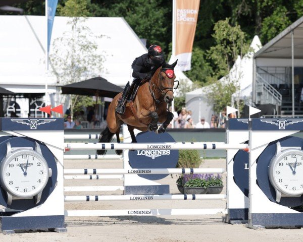 Springpferd Merlijn D'Exaerde (Belgisches Warmblut, 2012, von Ixion van het Netehof)