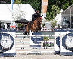 jumper Merlijn D'Exaerde (Belgian Warmblood, 2012, from Ixion van het Netehof)