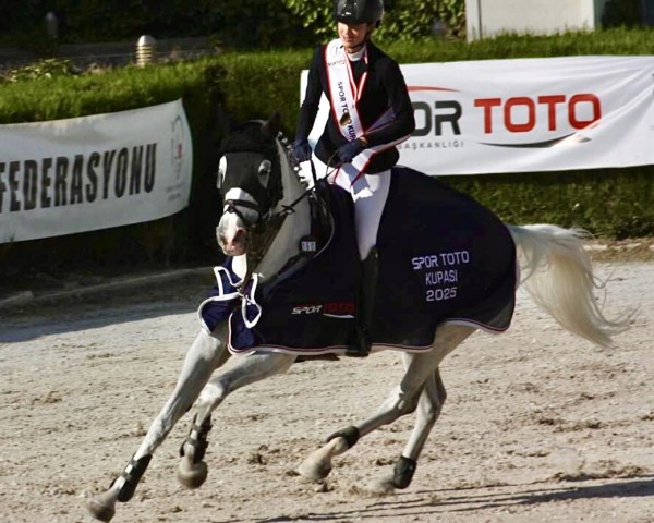 jumper Corlina (Sella Italiano, 2014, from Colbert GTI)