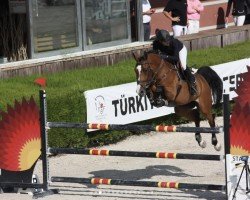 broodmare Djamila 69 (KWPN (Royal Dutch Sporthorse), 2016, from Dallas VDL Z)