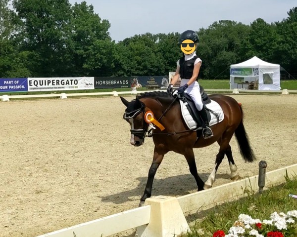 dressage horse Leybuchts Action Girl (Welsh mountain pony (SEK.A), 2017, from Boniface Llewelyn)