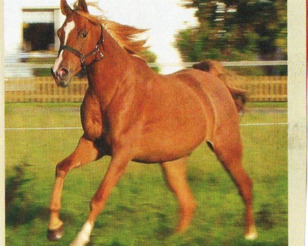 horse Gubran (Arabian, 2002, from Mabrouk I EAO)