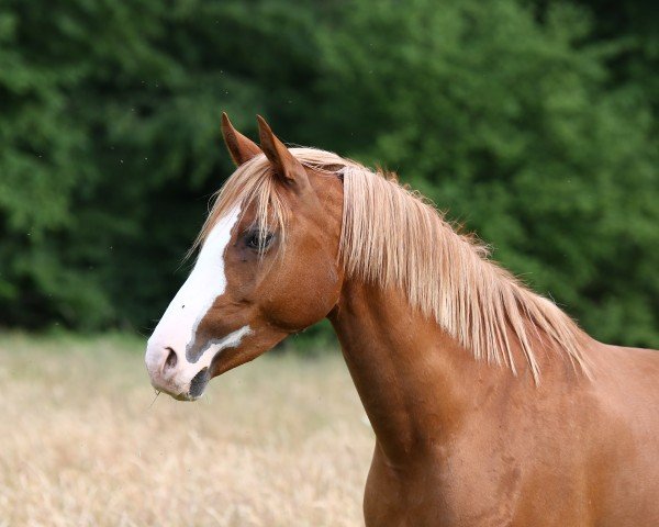 broodmare Kentara LH (German Riding Pony, 2016, from Kastanienhof Kentaur WE)