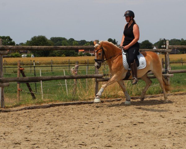 Zuchtstute Stacy L (11.580% ox) (Edelbluthaflinger, 2022, von Starino (9,19% ox))