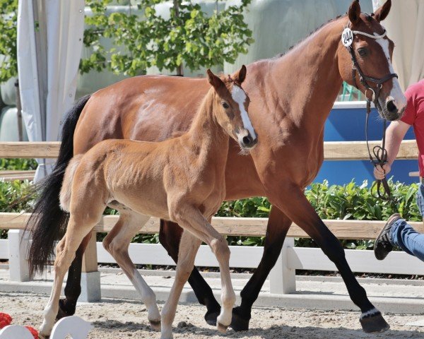 broodmare Lissy (Westphalian, 2009, from Lissabon 29)