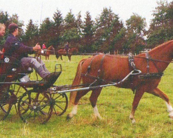 horse Volpone (Freiberger, 2004, from Vivaldi)
